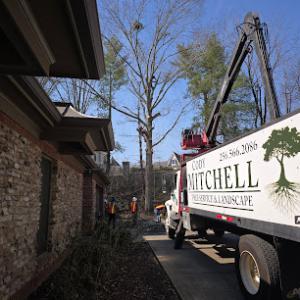 Cody Mitchell Tree Service & Landscaping