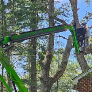 Arbor Best Tree Care