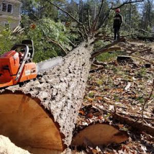 Grogan & Son Tree Service