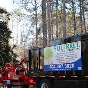 Squirrel Tree Services