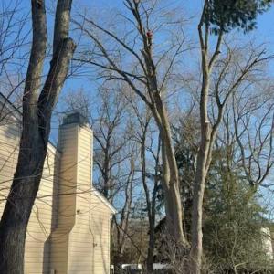 New Jersey Tree Professional