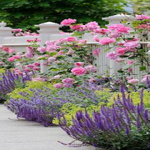 Neighbor's Envy Landscaping