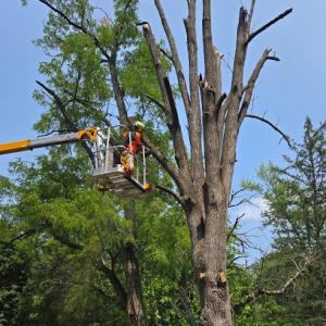 J. Greenwood Tree Services