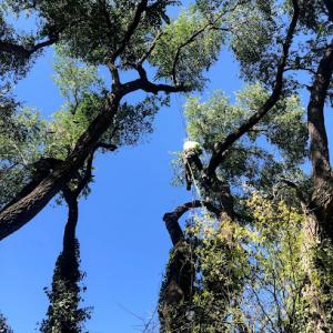 Supreme Tree Experts🌳