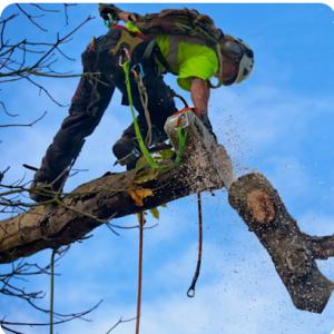 Ramiz Tree & Yard work