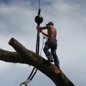 Ronnie Beam’s Tree Service