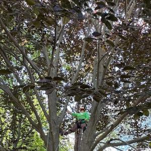 Feral Tree Solutions