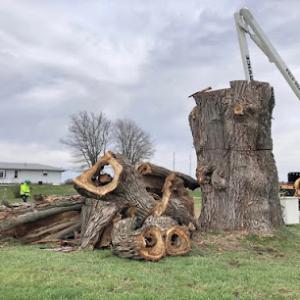 Topless Tree Service