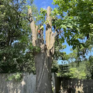 Mueller Tree Services