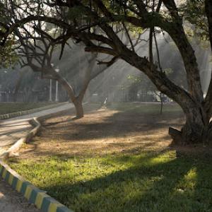 P & H Tree Service & Landscaping