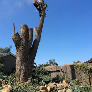 Alex Tree Service