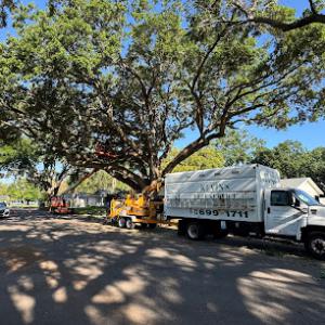 Kevin's Tree Service