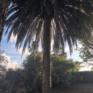 CM Precision Tree & Landscaping