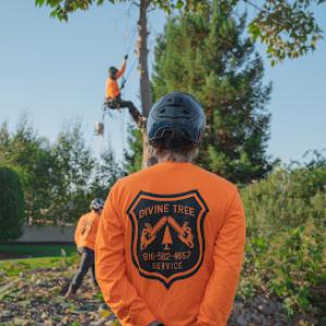 Divine Tree Service