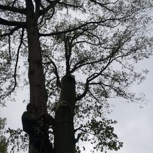 Grizzly Tree Service