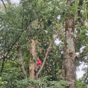 7 Brothers Tree Services