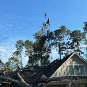 Limitless Tree Removal Services