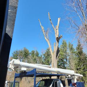 Fairlead Tree Service