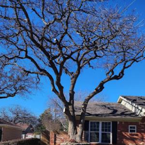 Texas Pride Tree Service