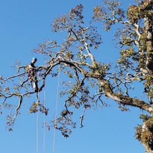 Arbor Barber Tree Service