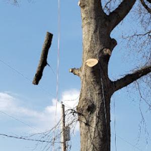 American Tree Experts & Landscaping