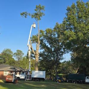 Kelly's Tree Service