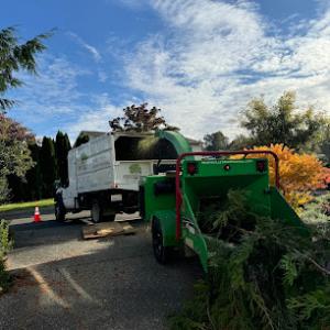 Marysville Tree Removal