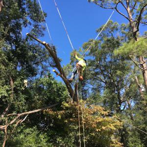 Veteran Tree Service