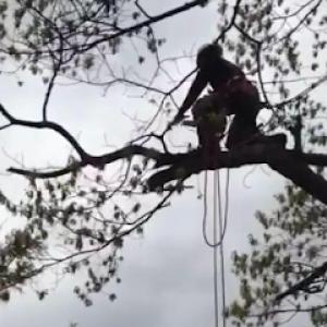 Redwood Tree & Land Management