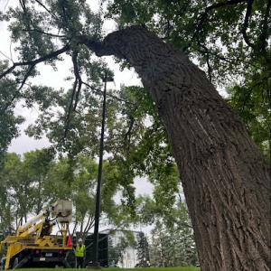 Roger Fischer Tree Service