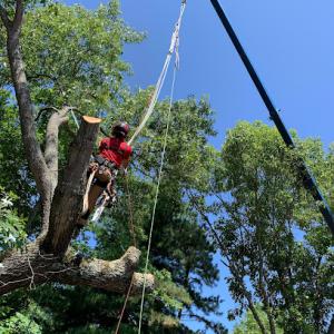 Over The Top Tree Service