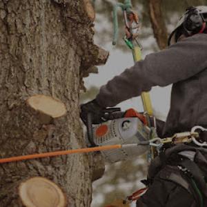 Holtslander & Sons Tree Service