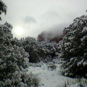 Arizona Tree Service