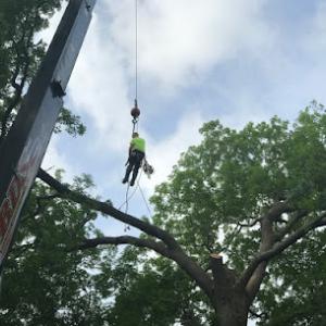 Allwood Tree Service