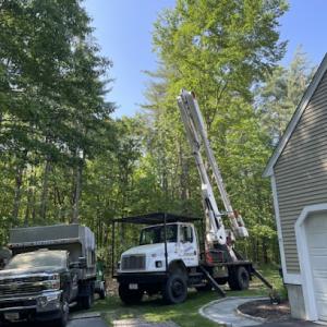 Neufell Tree & Landscape