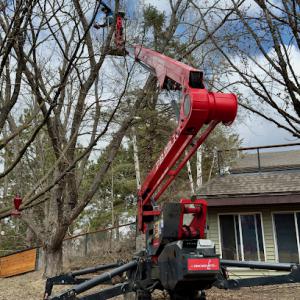 Balsam Tree & Shrub Care