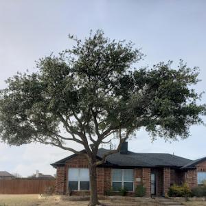 Bloys Companies tree service