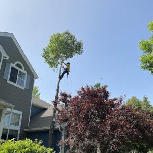 Artisans Tree Service