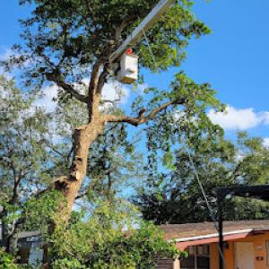 Jireh Tree Care