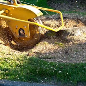 All Around Trees & Stump