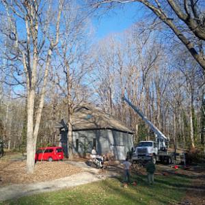 Liberty Tree Service