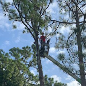 King Tree Management