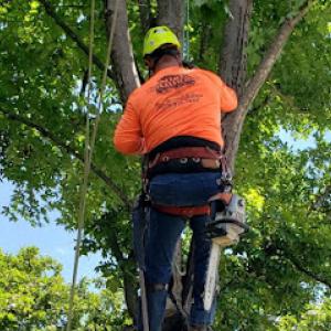 Mike Carroll Tree Service & Construction
