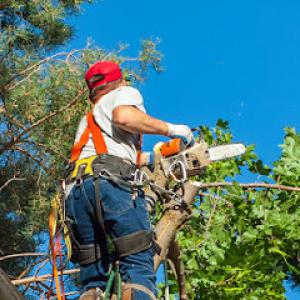 Kodiak Tree Service
