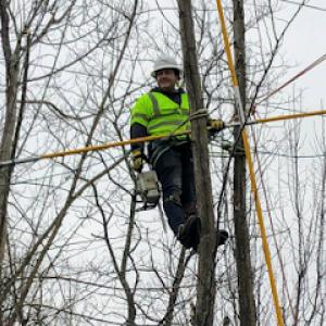 Ash Tree Service Pro