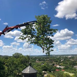 Superior Services Tree Care