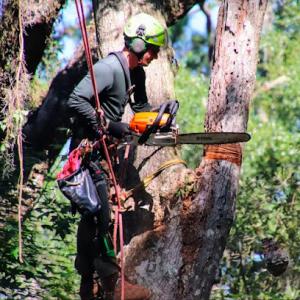 Arbor Conscious Tree Service