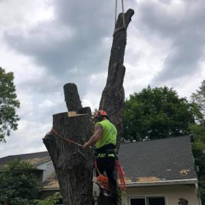 Executive Branch Tree Services