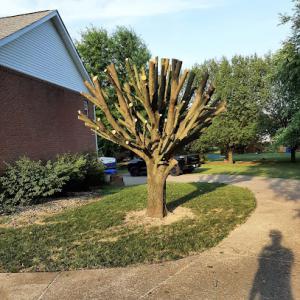 Affordable Tree Care by Mitch
