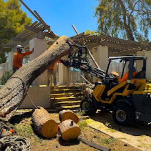 Harris & Sons Tree Specialists